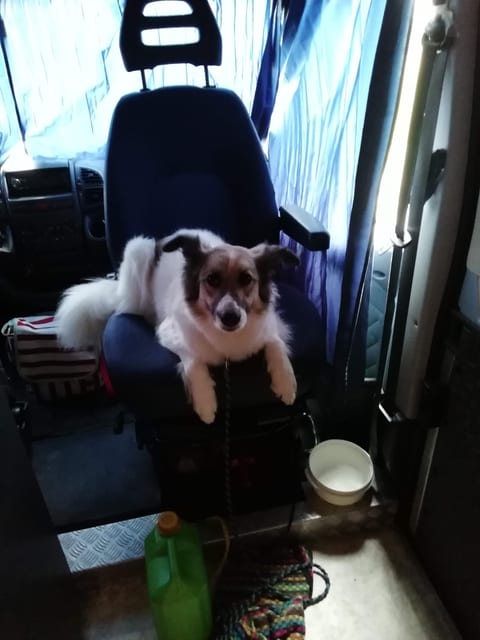 Mara auf dem Beifahrersitz (Agility Funny Bones Trophy 2019 - 1. Tag 20.6.2019)