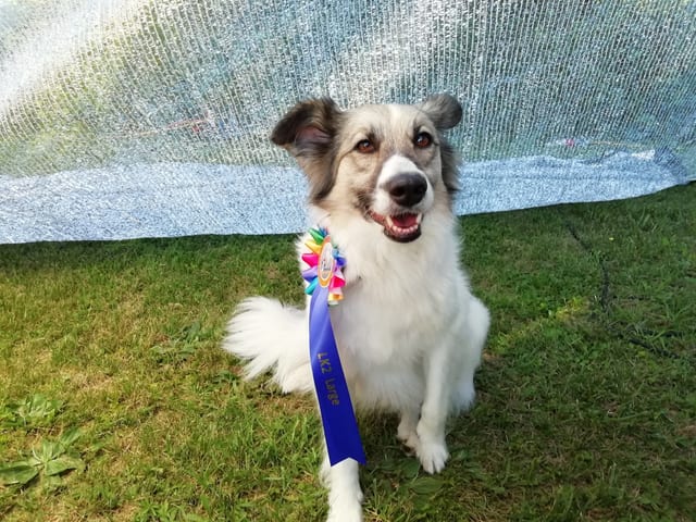 Mara Rosette (Ready to run Sommerturnier 4.7.2020)