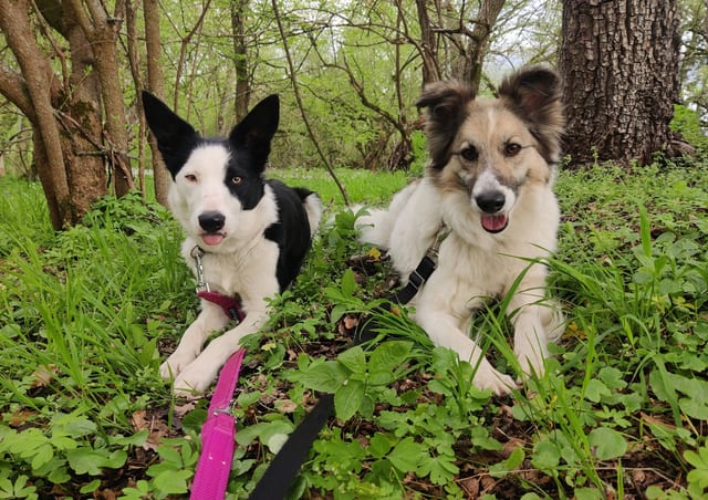 Mara und Ylvie im Wald