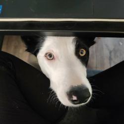 Ylvie schaut unterm PC-Tisch hervor