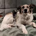 2. Platz Cupwertung AG Winterturnier