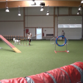 Mara schlängelt durch den Slalom (Agi² Juni 8.6.2019)