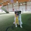 Mara mit ihrer Rosette für den 2. Platz