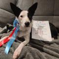 Ylvie mit ihrer Rosette und Urkunde (Ready to Run RO Cup 27.11.22)
